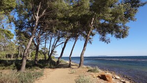 Un sendero de tierra que lleva a una playa, con altos pinos a un lado y un cielo azul despejado arriba.