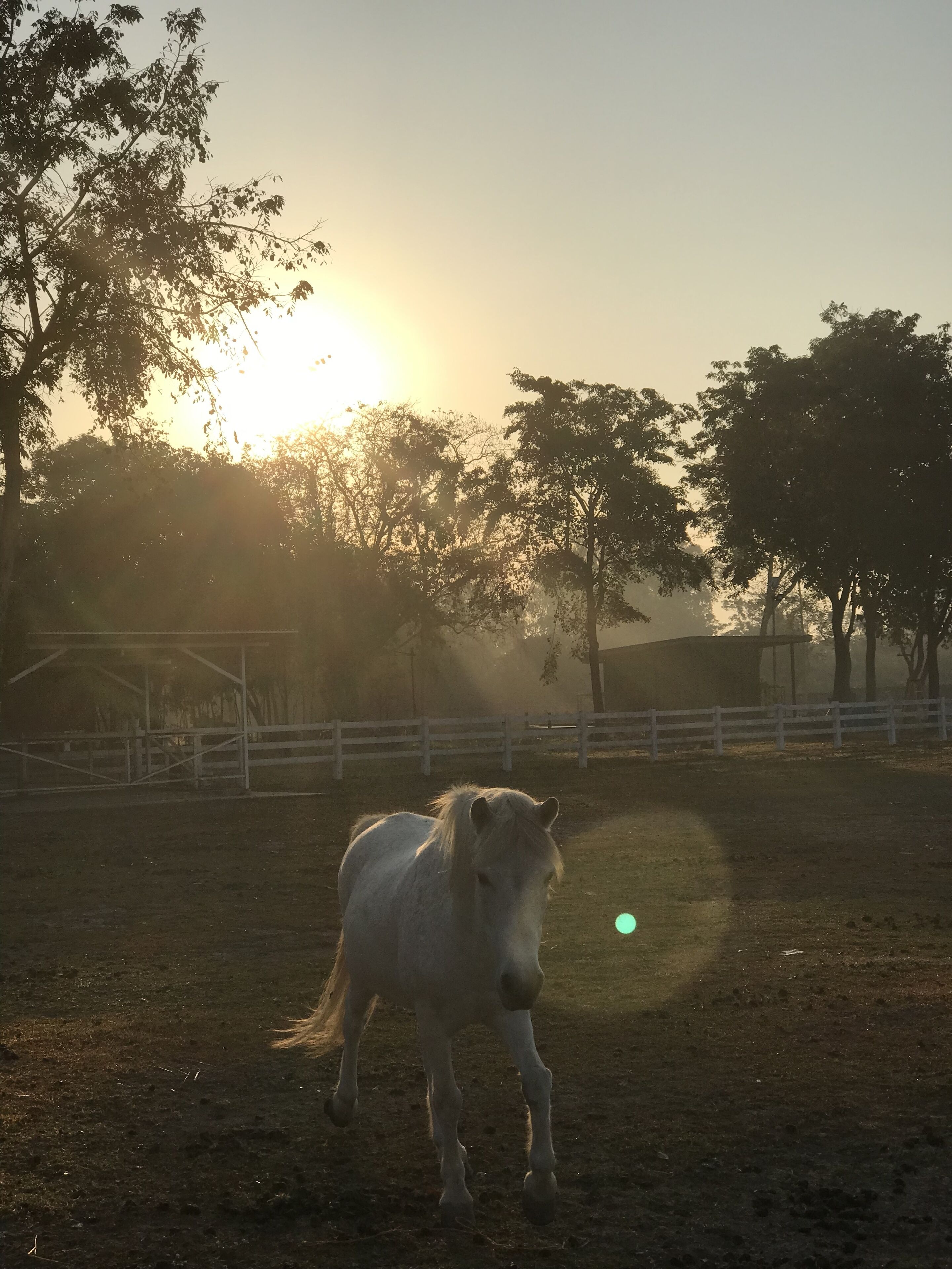 Un caballo en un área cercada al aire libre con árboles y cielo despejado.