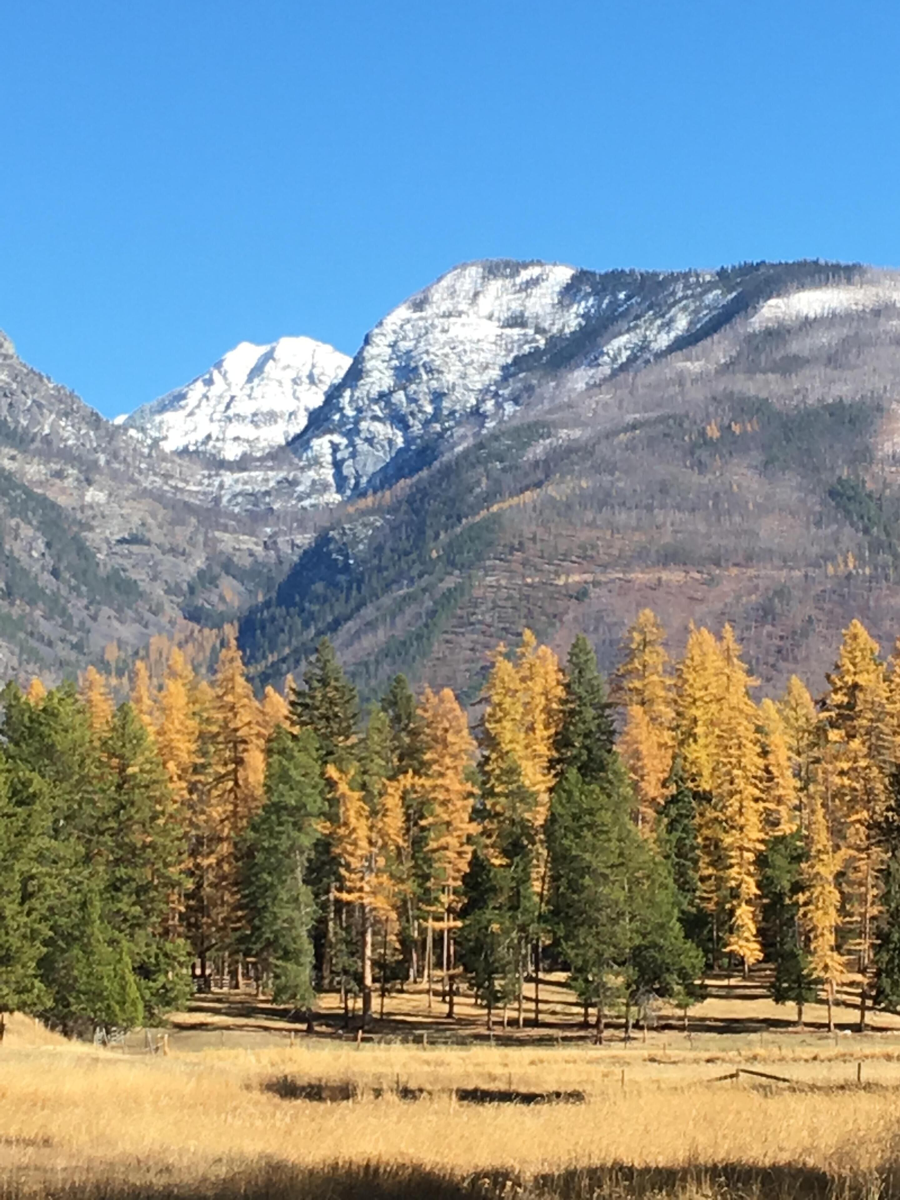 A mountainous landscape with snow-capped peaks and a forest of trees with autumn foliage.