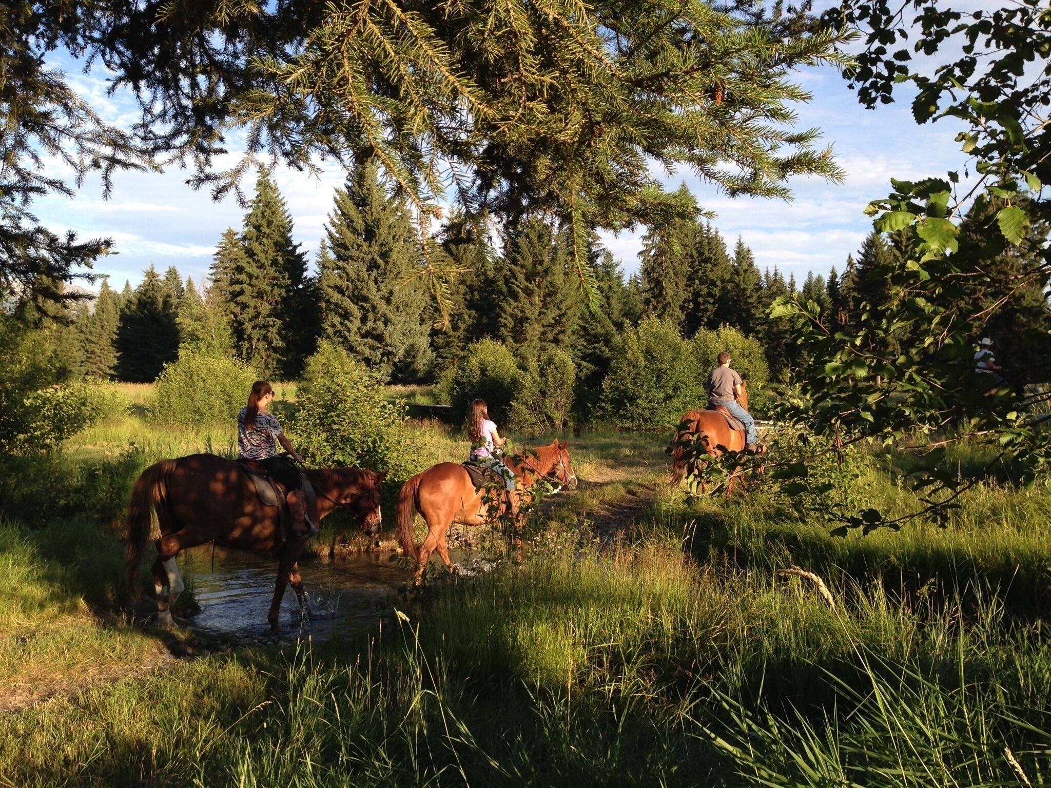 Three people riding horses in a grassy area with trees in the background.