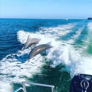 Imagen sin descripción, 5 de 48, botón