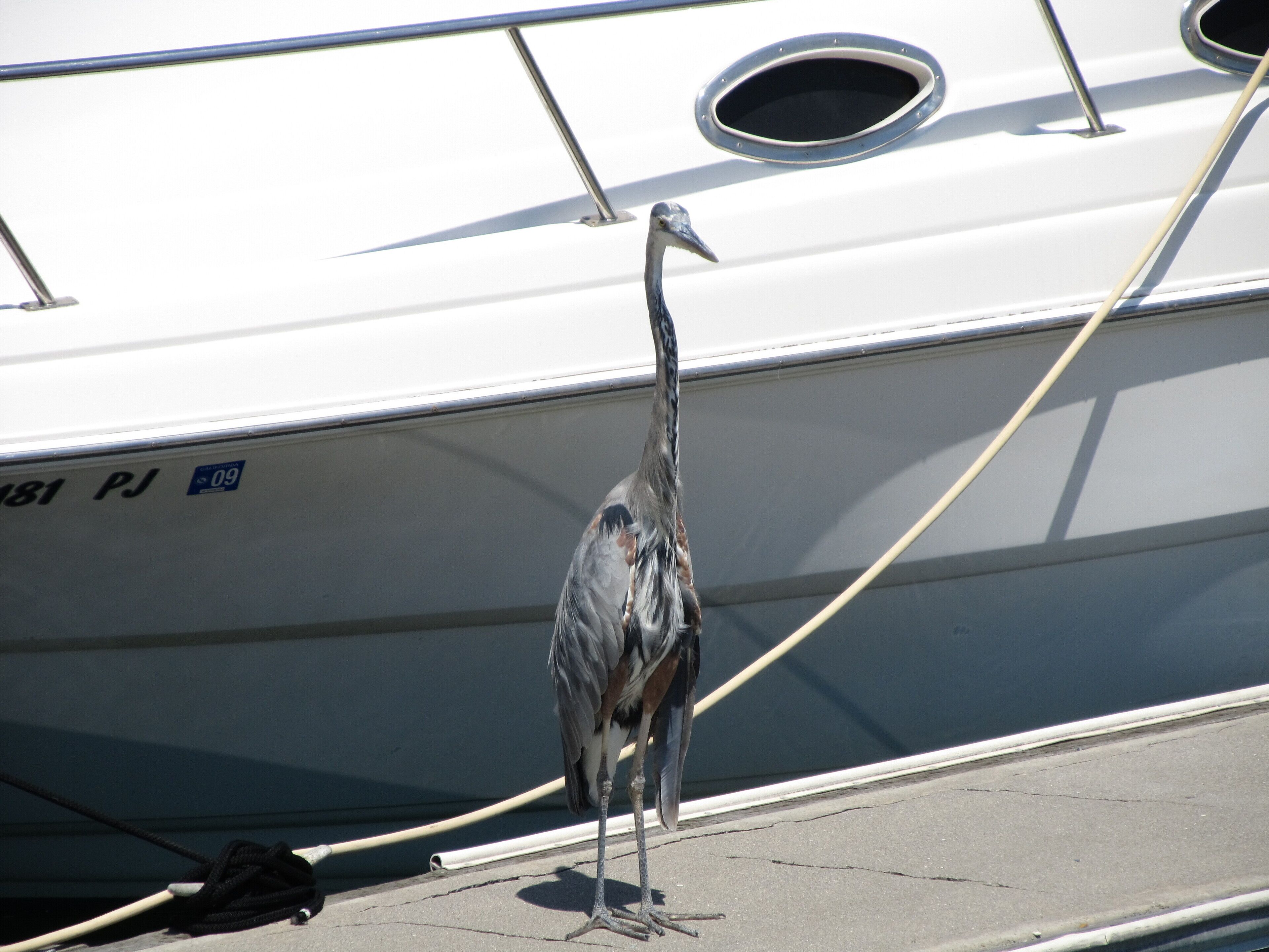 A bird standing on a boat's deck.