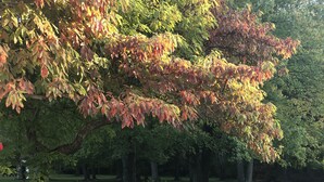 Une terrasse extérieure avec une table ronde et six chaises, entourée d’arbres aux feuilles d’automne.