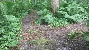Un sentier forestier bordé d’un feuillage verdoyant et touffu et d’arbres.