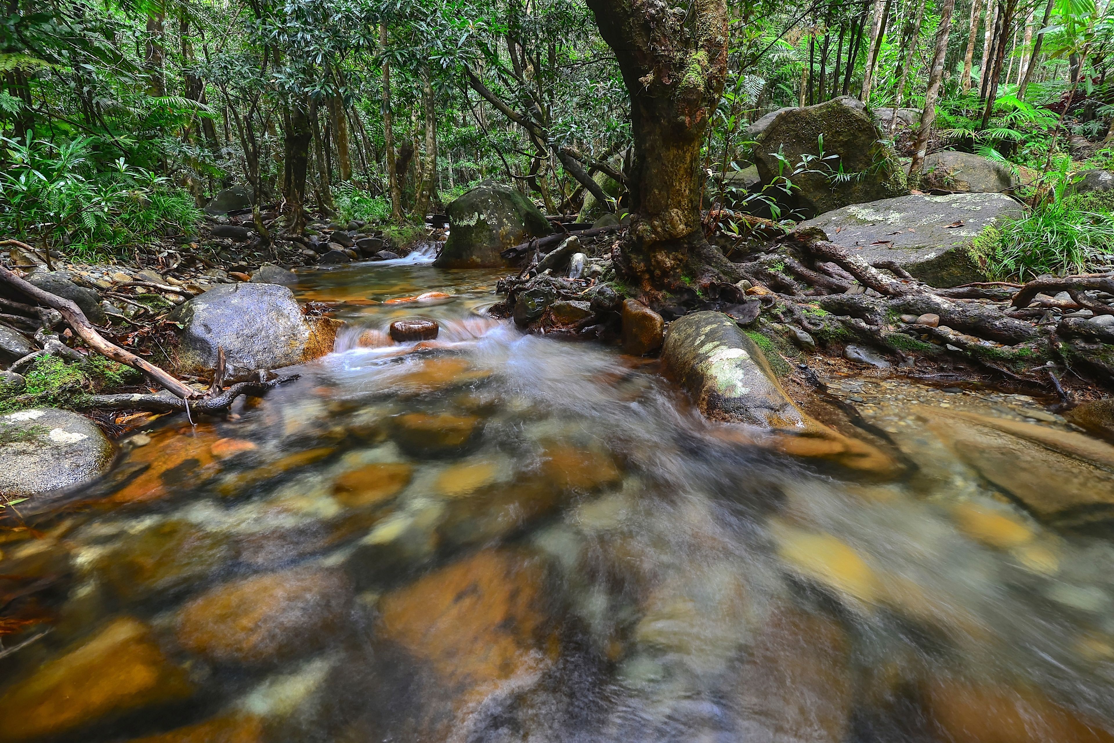 A forest stream with rocks and ferns.