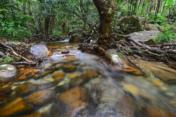 Un arroyo en el bosque rodeado de rocas y helechos.