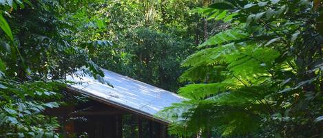 A rustic wooden cabin with a gravel path leading to it, surrounded by dense foliage.