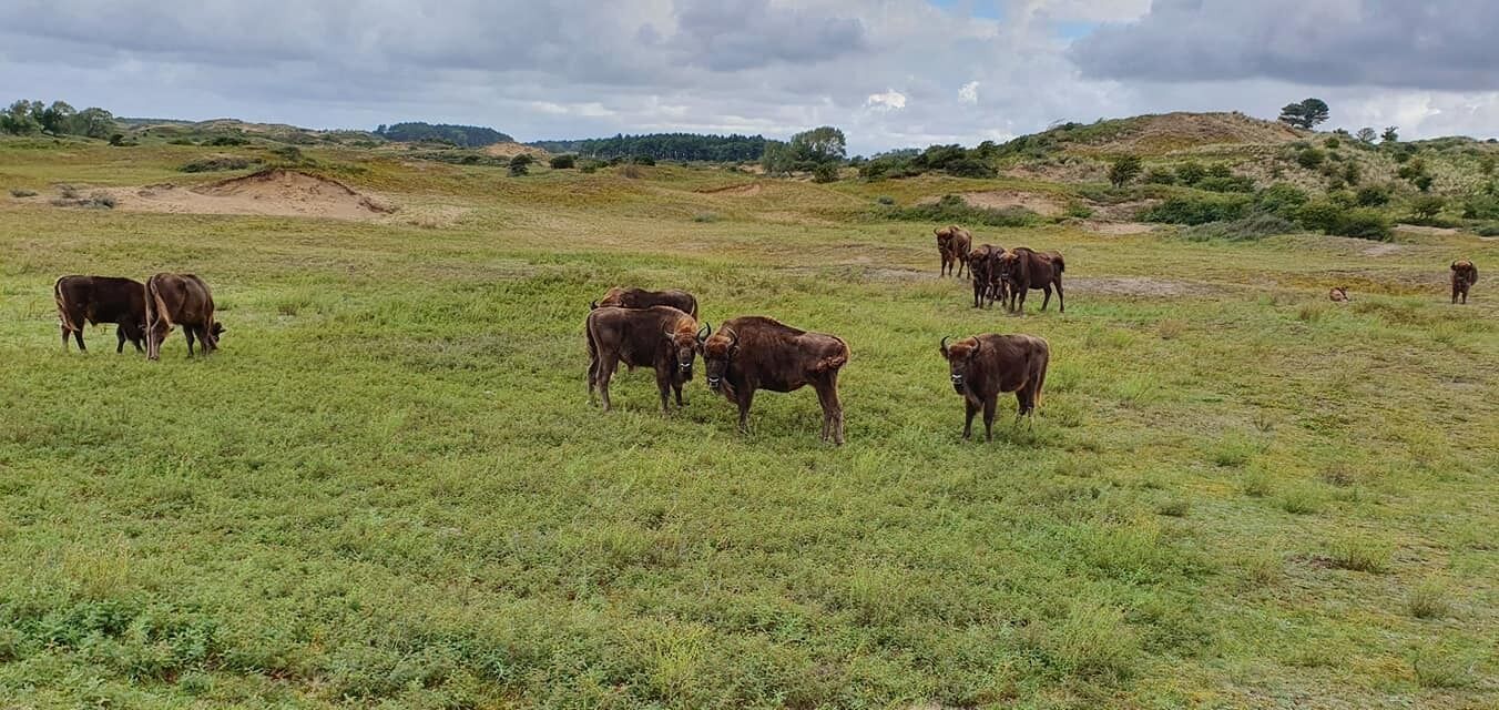Eine grüne Wiese mit mehreren grasenden Kühen.