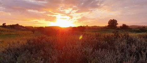 A sunset over a field with a tree in the distance.
