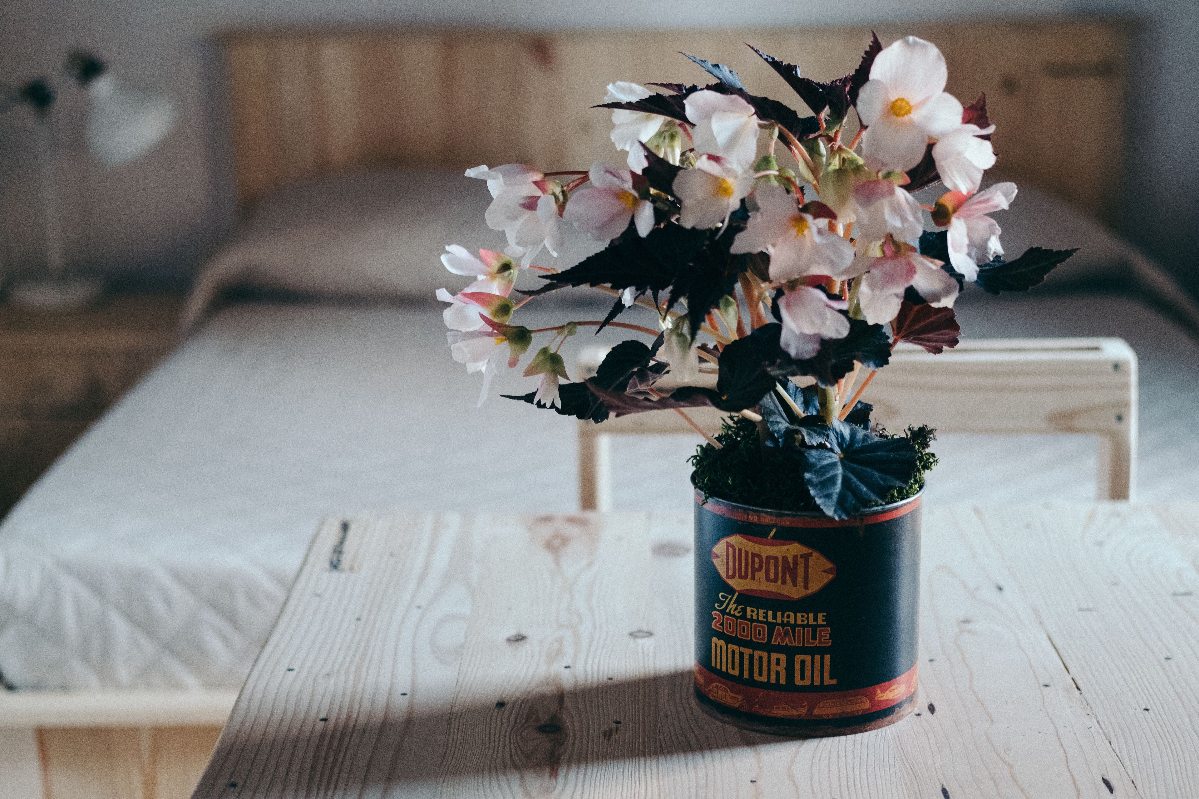 Une plante en pot, ornée de fleurs, est placée dans une boîte de conserve étiquetée « Huile moteur Dupont », sur une table en bois dans une pièce où se trouvent un lit et une table de chevet.