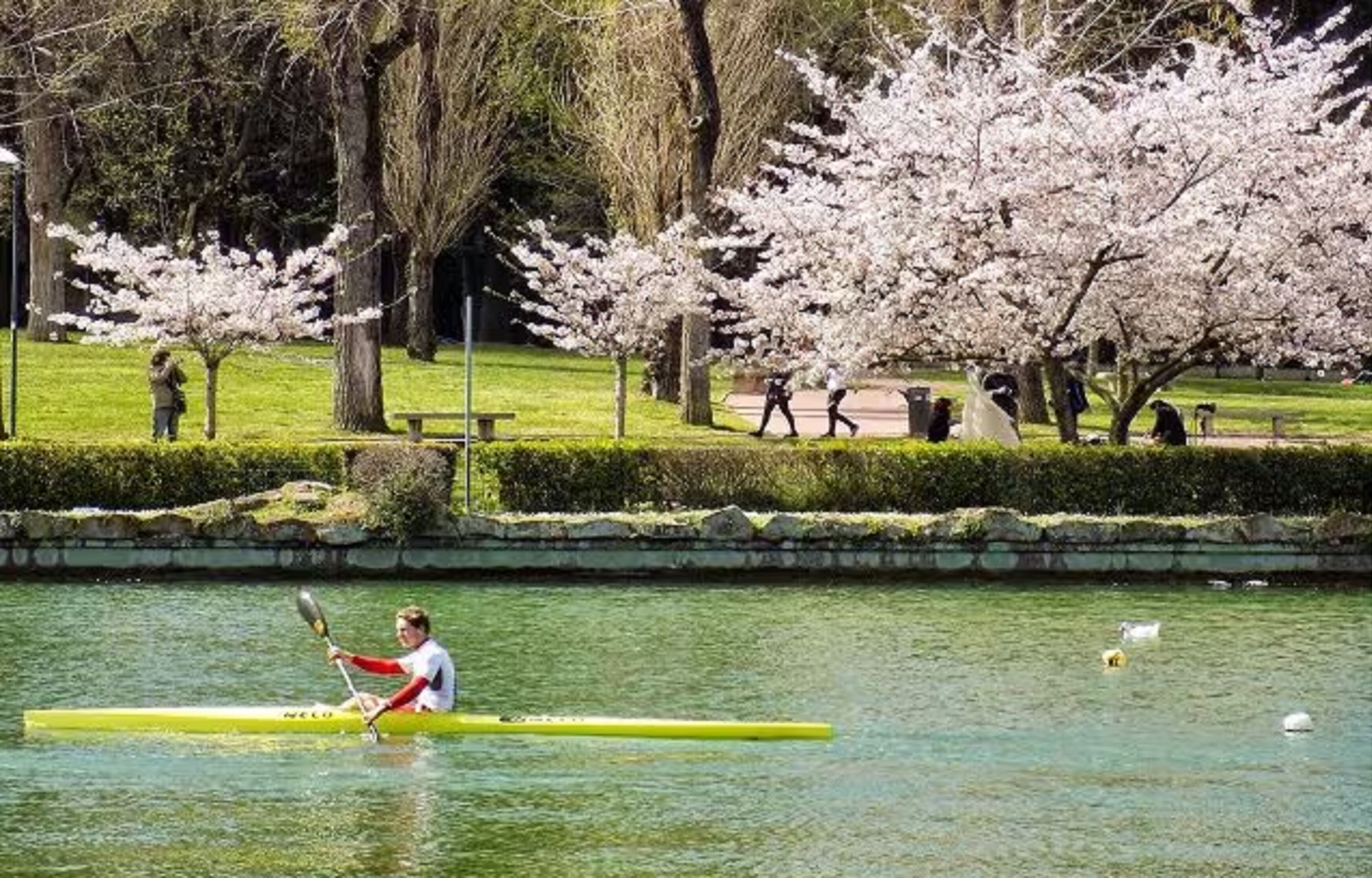 A person paddling a yellow canoe on a calm body of water, surrounded by a park with blooming trees and a grassy area with benches.