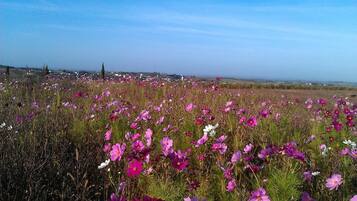 A field of vibrant flowers with a clear sky.
