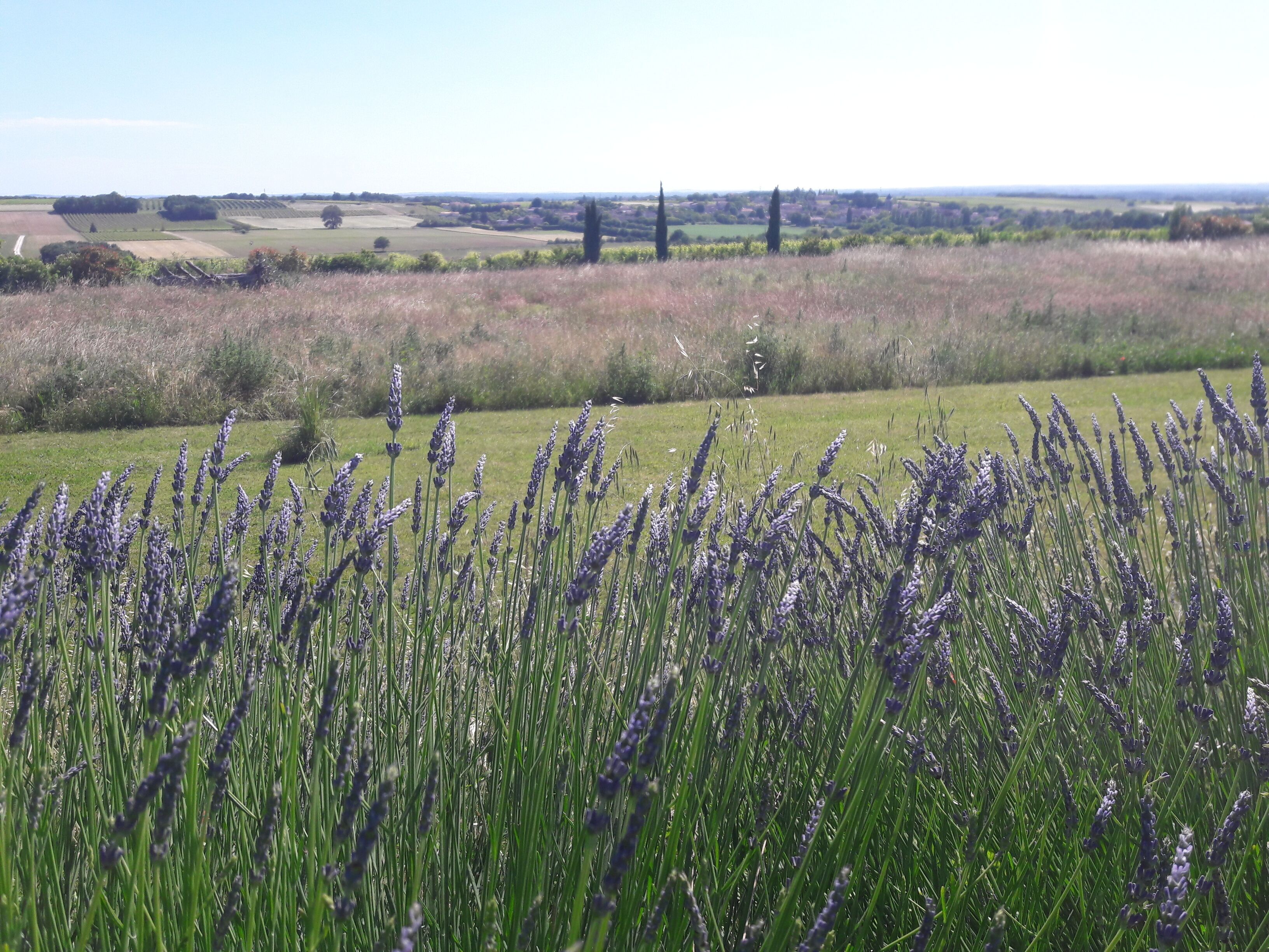 A field of lavender with a distant view of a rural landscape.