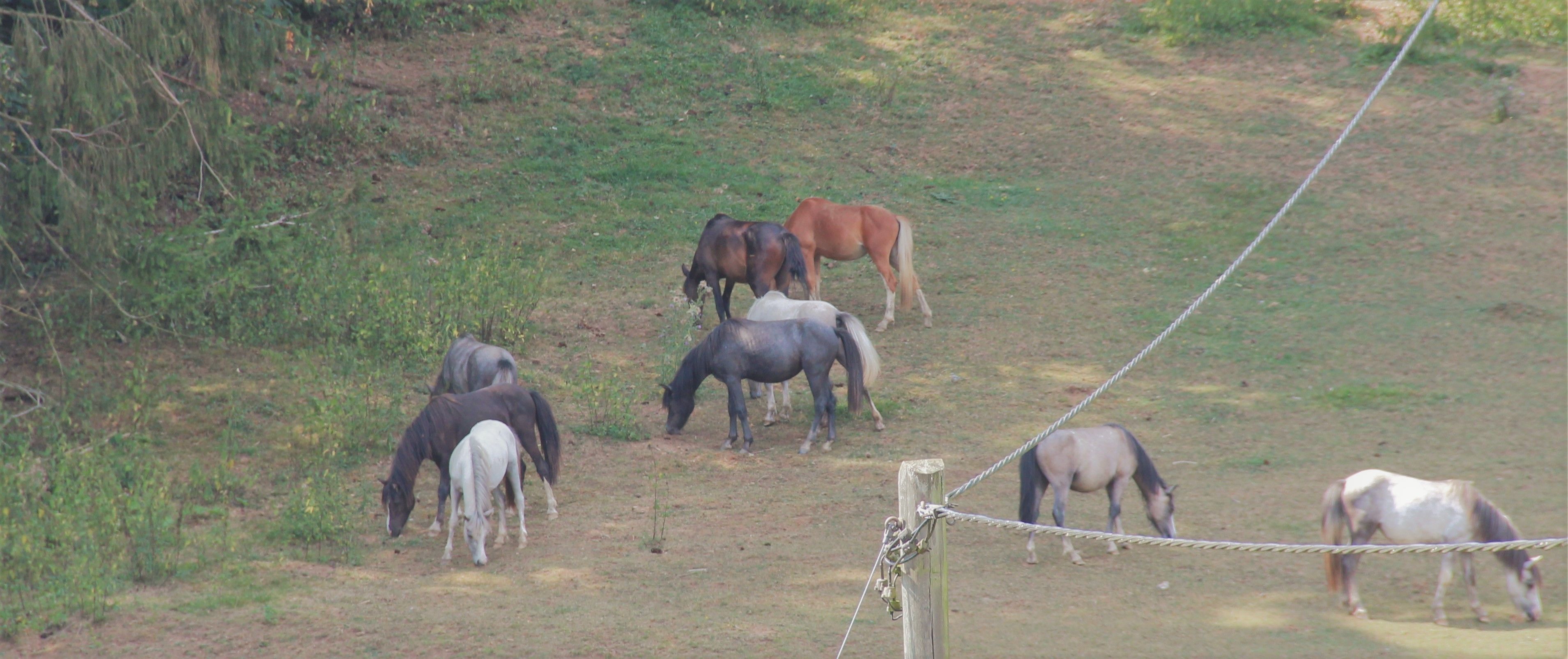 A group of horses grazing in a grassy field with a rope barrier.