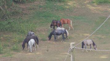 A group of horses grazing in a grassy field with a rope barrier.