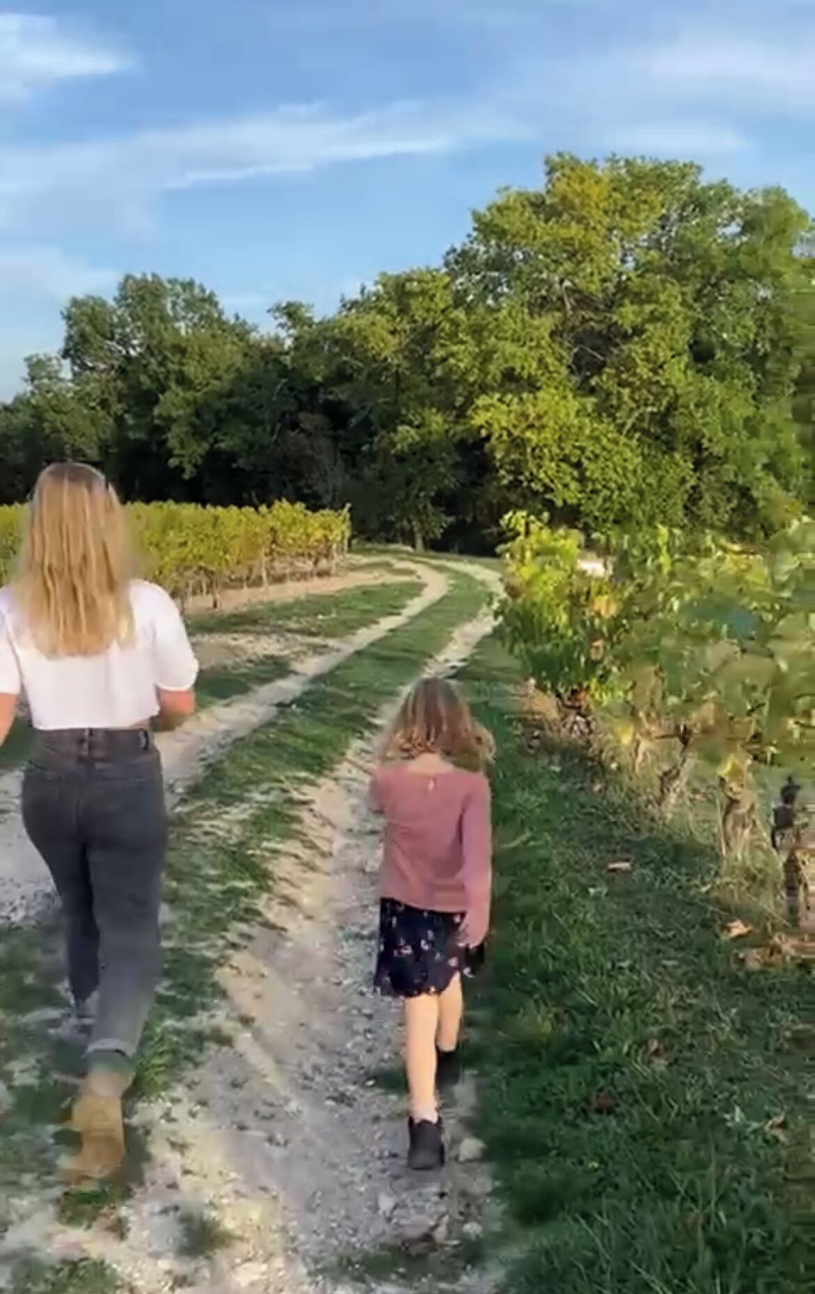 Un chemin de terre dans un vignoble.