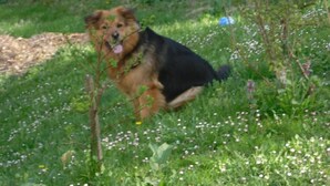 A dog sitting in a grassy area with wildflowers. - Landgasthaus Gemsennest (Feldberg)