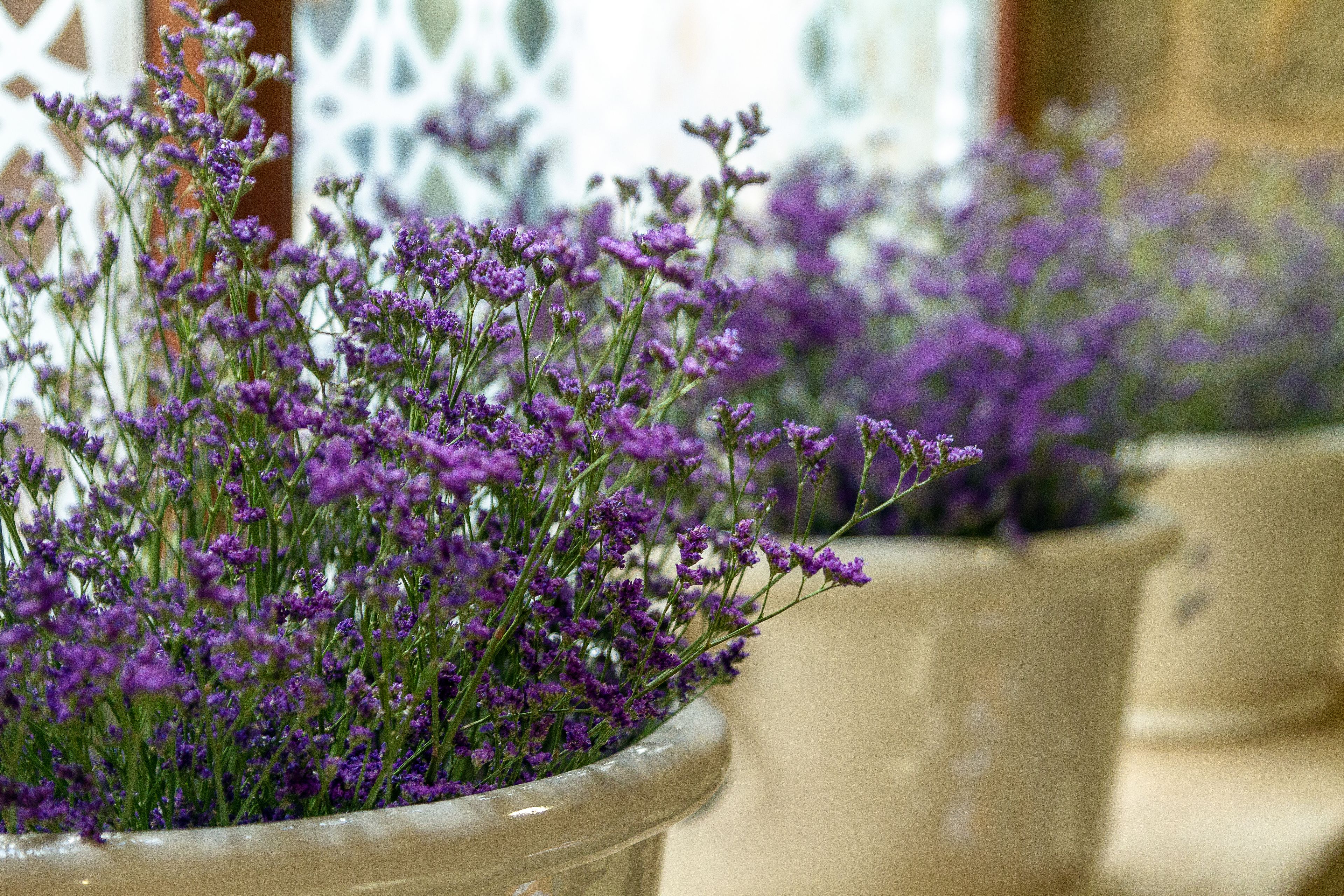 Plantas de lavanda en macetas en un espacio interior bien iluminado.