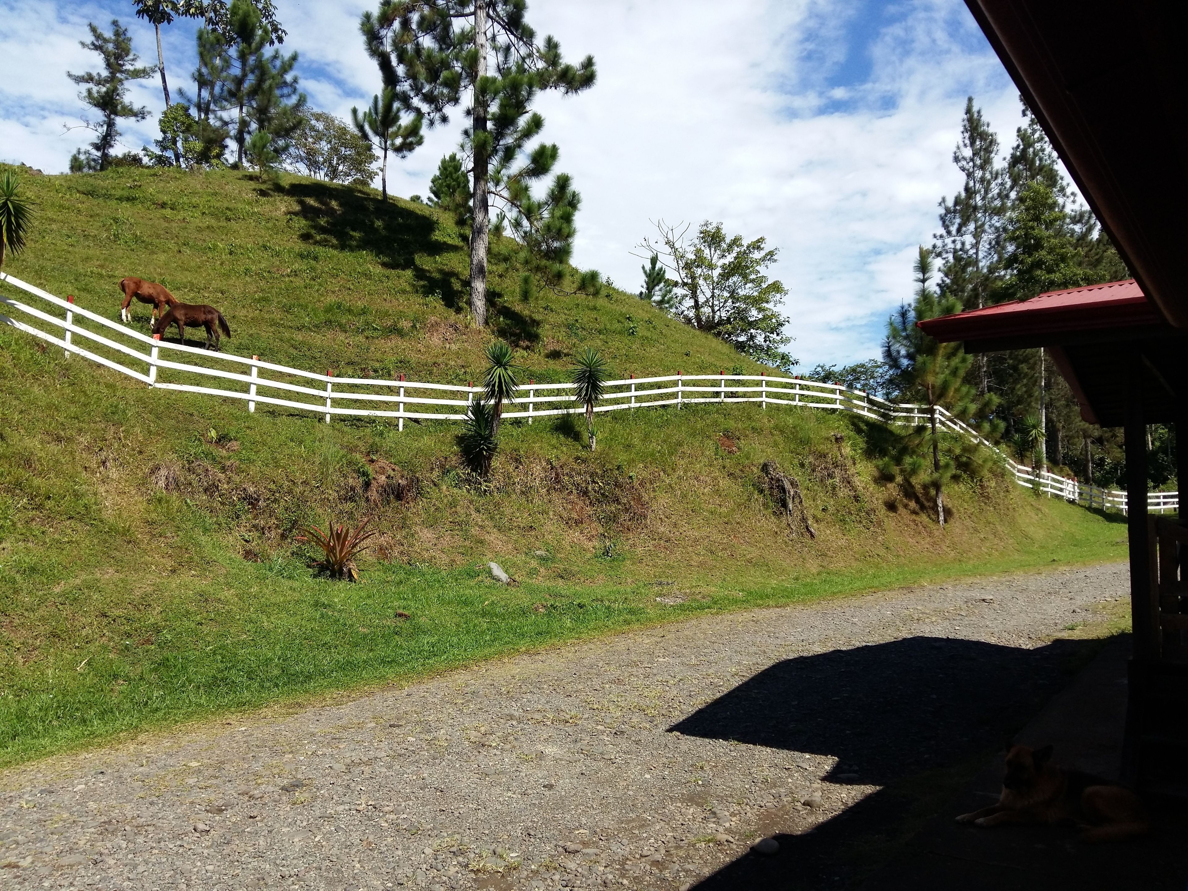 Un sendero de grava que conduce a una valla blanca, con un caballo pastando en una colina cubierta de hierba.
