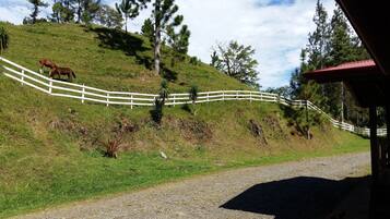 Un sendero de grava que conduce a una valla blanca, con un caballo pastando en una colina cubierta de hierba.