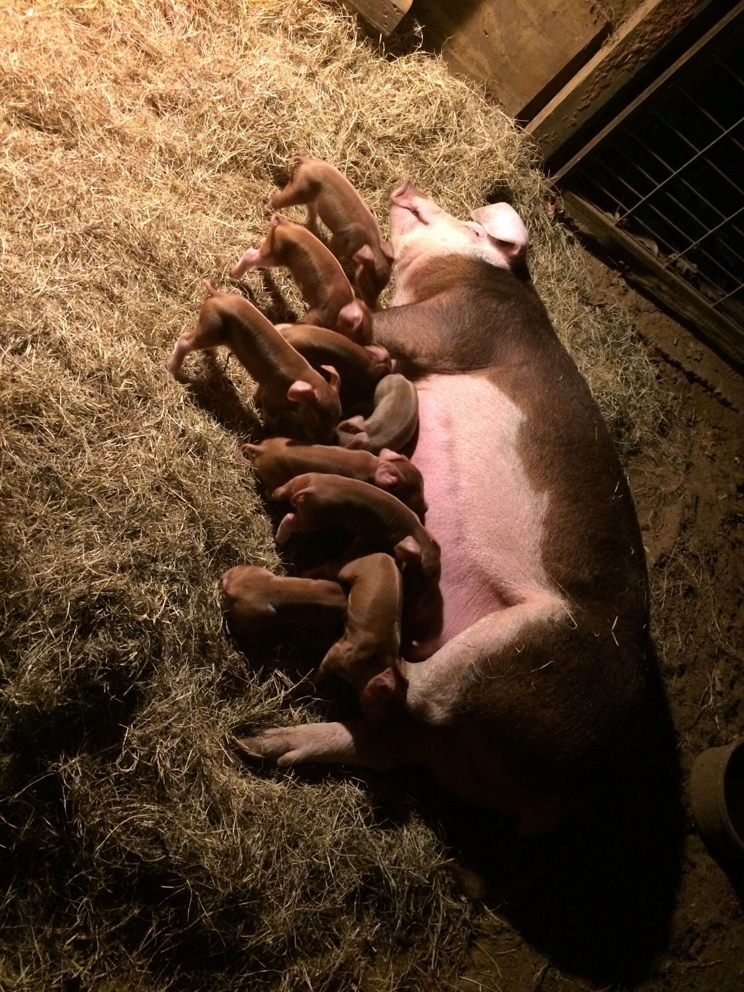 A pig lying on hay with piglets nursing.