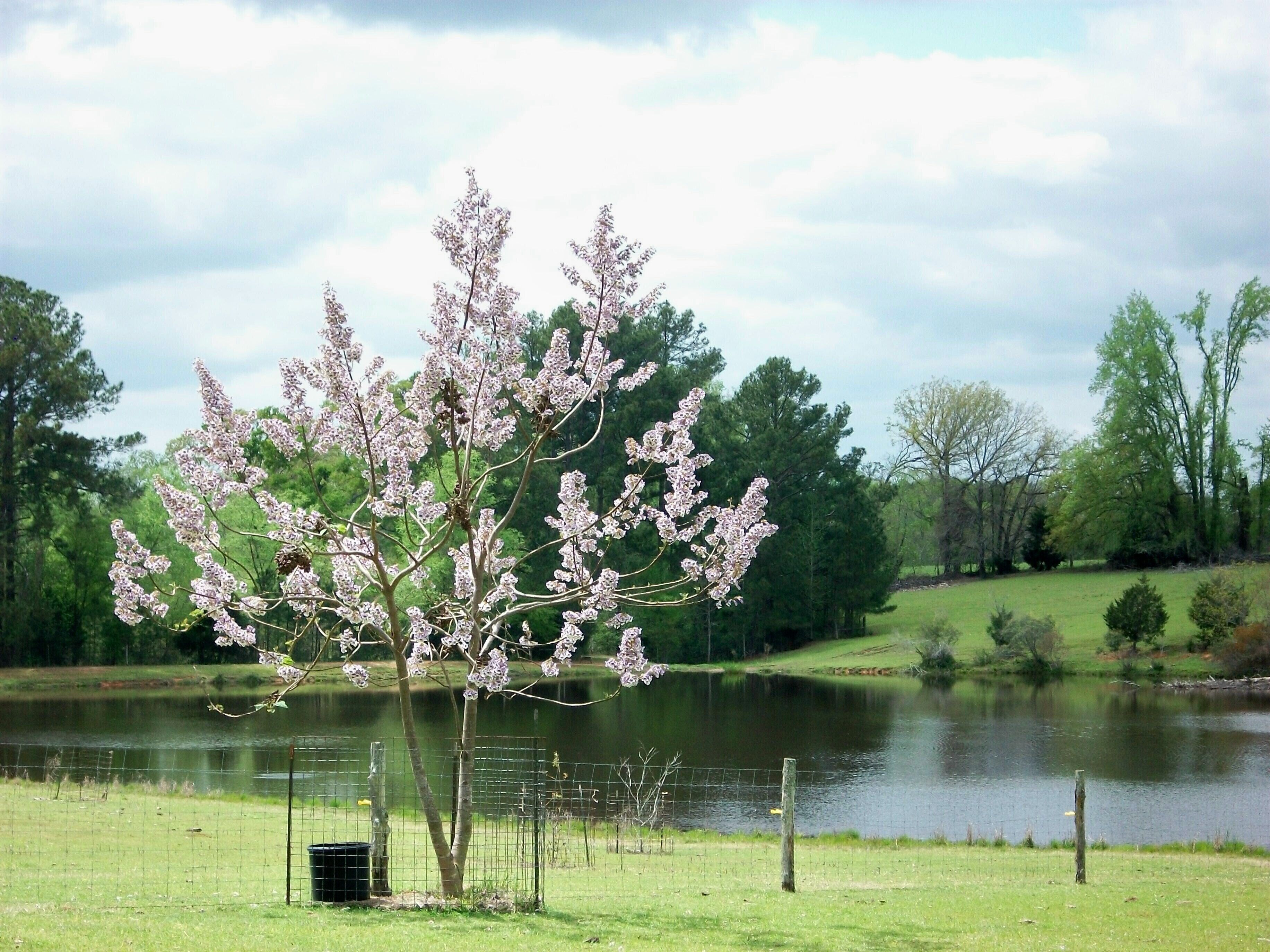 A tree with pink blossoms in a grassy area near a body of water, surrounded by trees and a fence.