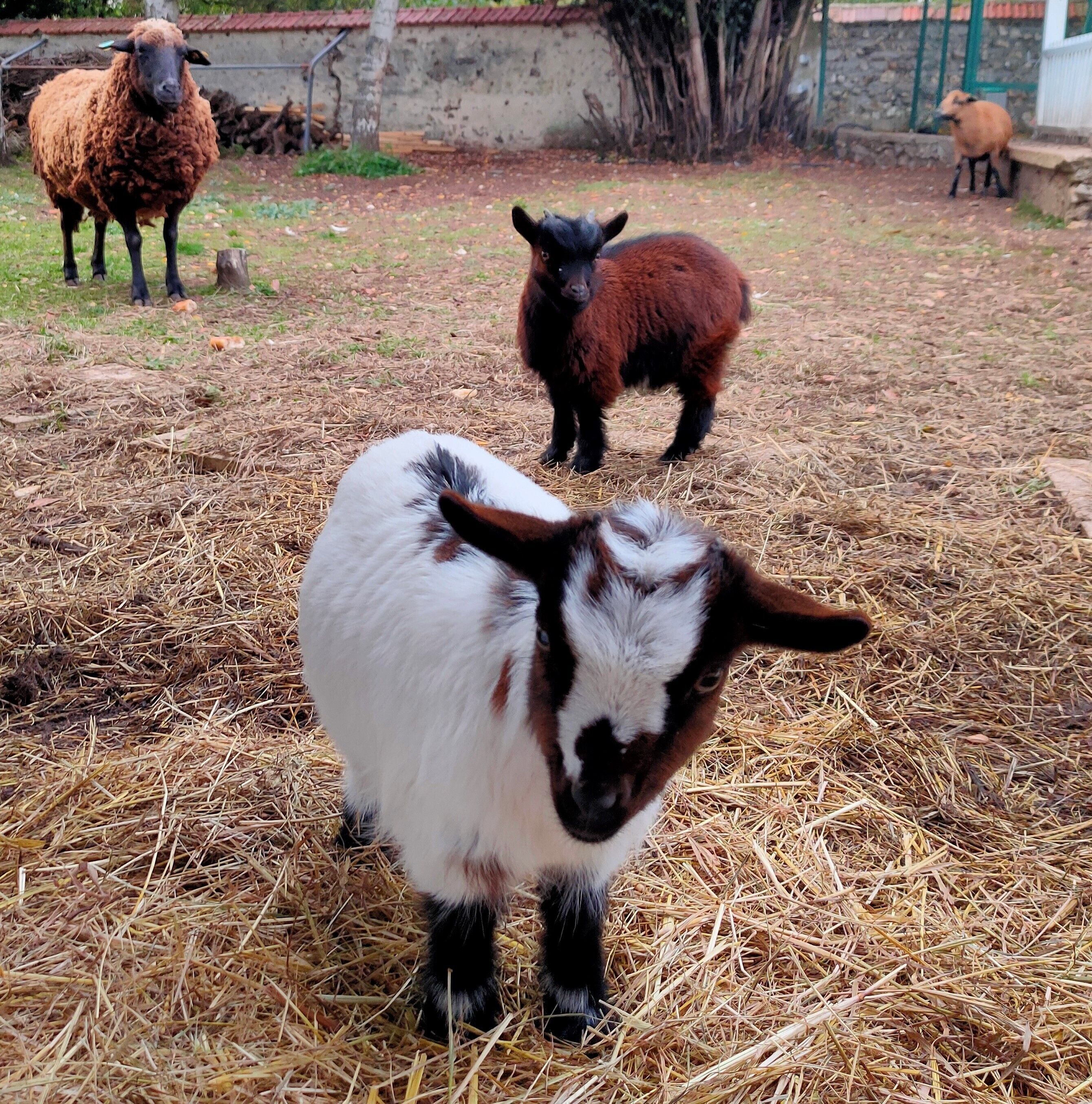 A group of sheep in a grassy area with hay scattered around.