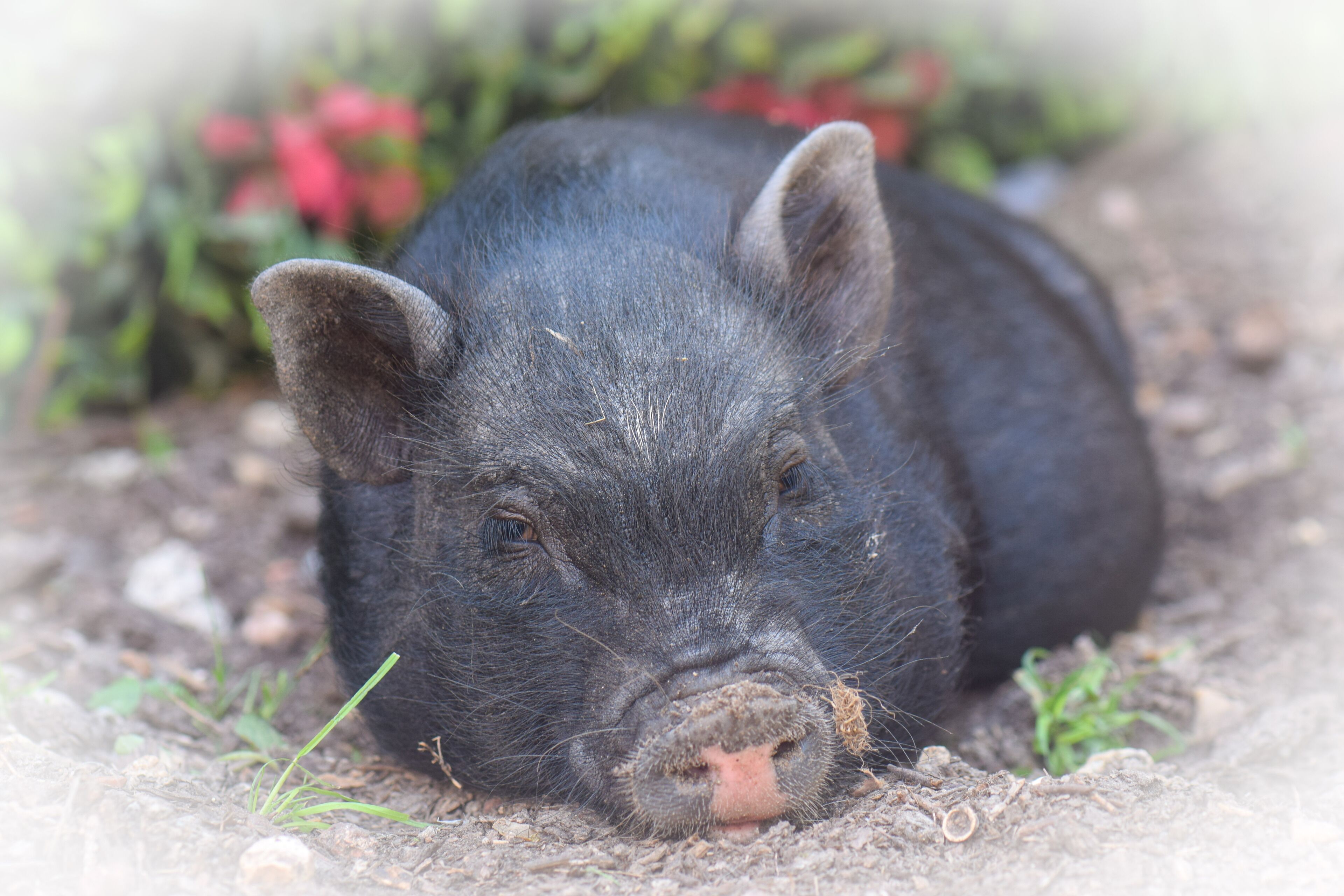 Un cochon allongé par terre.
