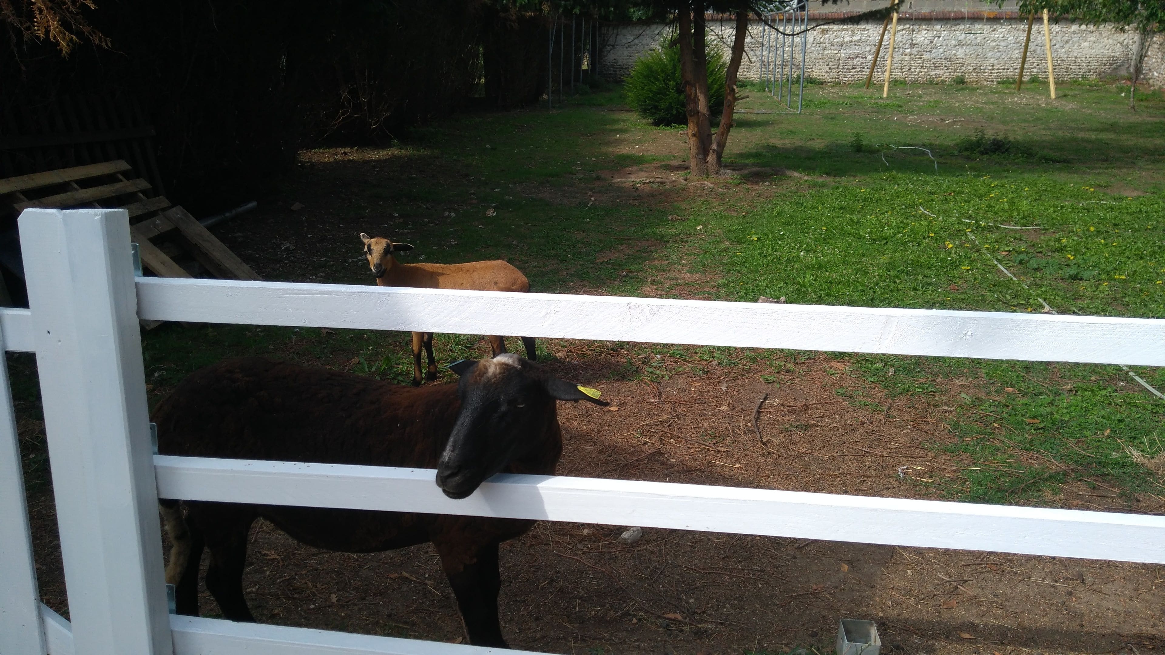 A fenced outdoor area with a dirt path and grass.