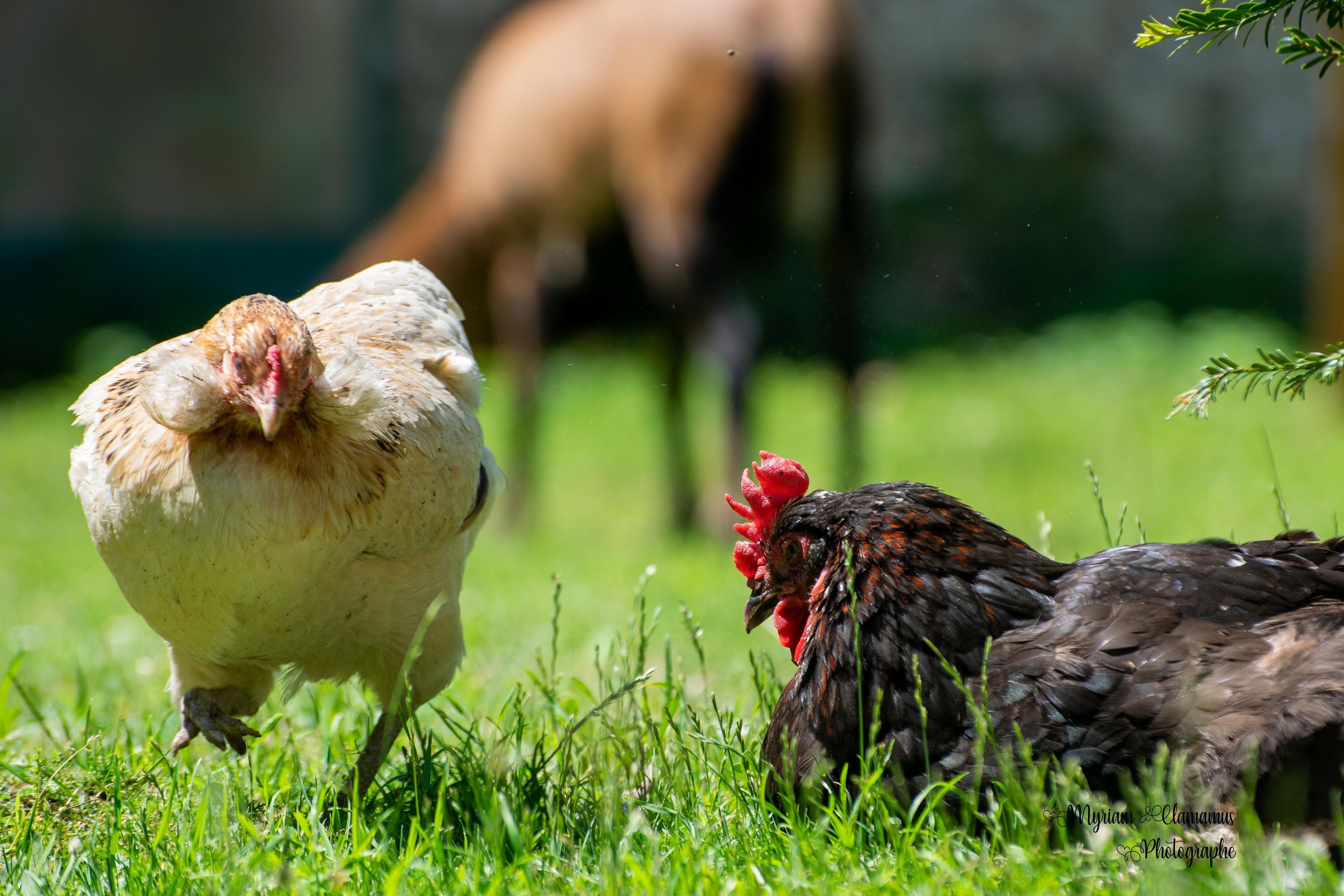 Un poulet et une dinde dans un champ d’herbe.