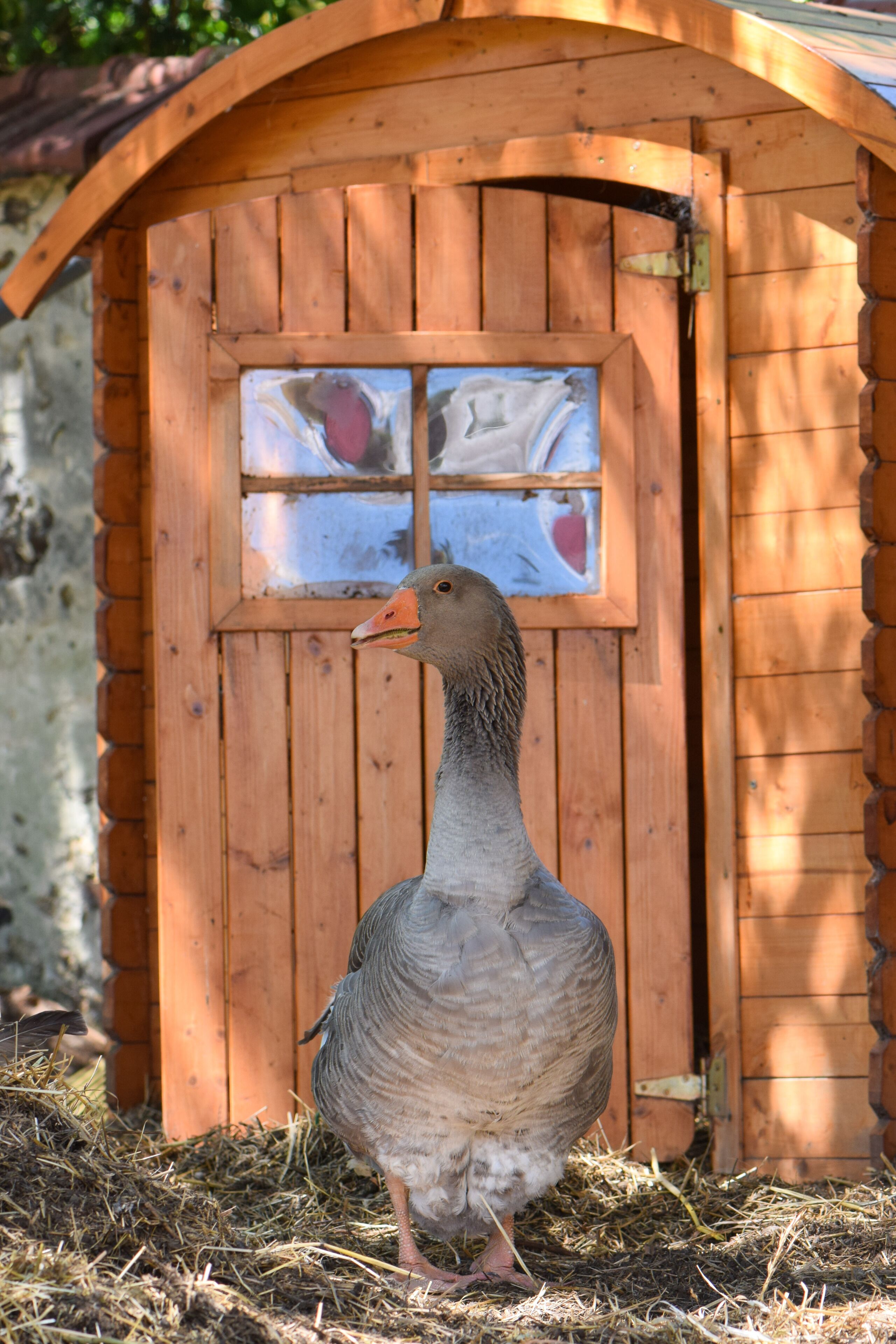 Eine Gans steht vor einem Holthaus mit einem Fenster.