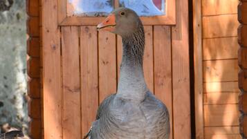 Eine Gans steht vor einem Holthaus mit einem Fenster.