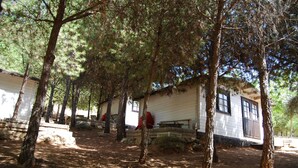 A cabin with a dirt ground, surrounded by tall pine trees. - Camping ValdeArenas (Iznajar)