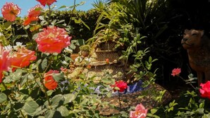 A garden with roses and a lion statue. - Padandaro Guest House (Bulawayo)