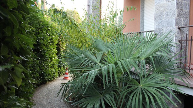 A pathway flanked by lush green foliage and a stone building with a metal railing. - B&B Milano Malpensa 1 (Castano Primo)