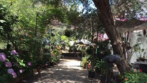 Un sendero en un jardín bordeado por macetas con plantas y flores, que conduce a un área cubierta con asientos.