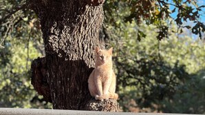 Un arbre sur lequel est perché un chat, assis sur une branche.