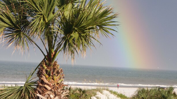 A beach with a palm tree and a rainbow in the background. - SEASIDE ESCAPE ON ST. AUGUSTINE BEACH - WHERE OLD IS NEW AGAIN!!! (St Augustine Beach)