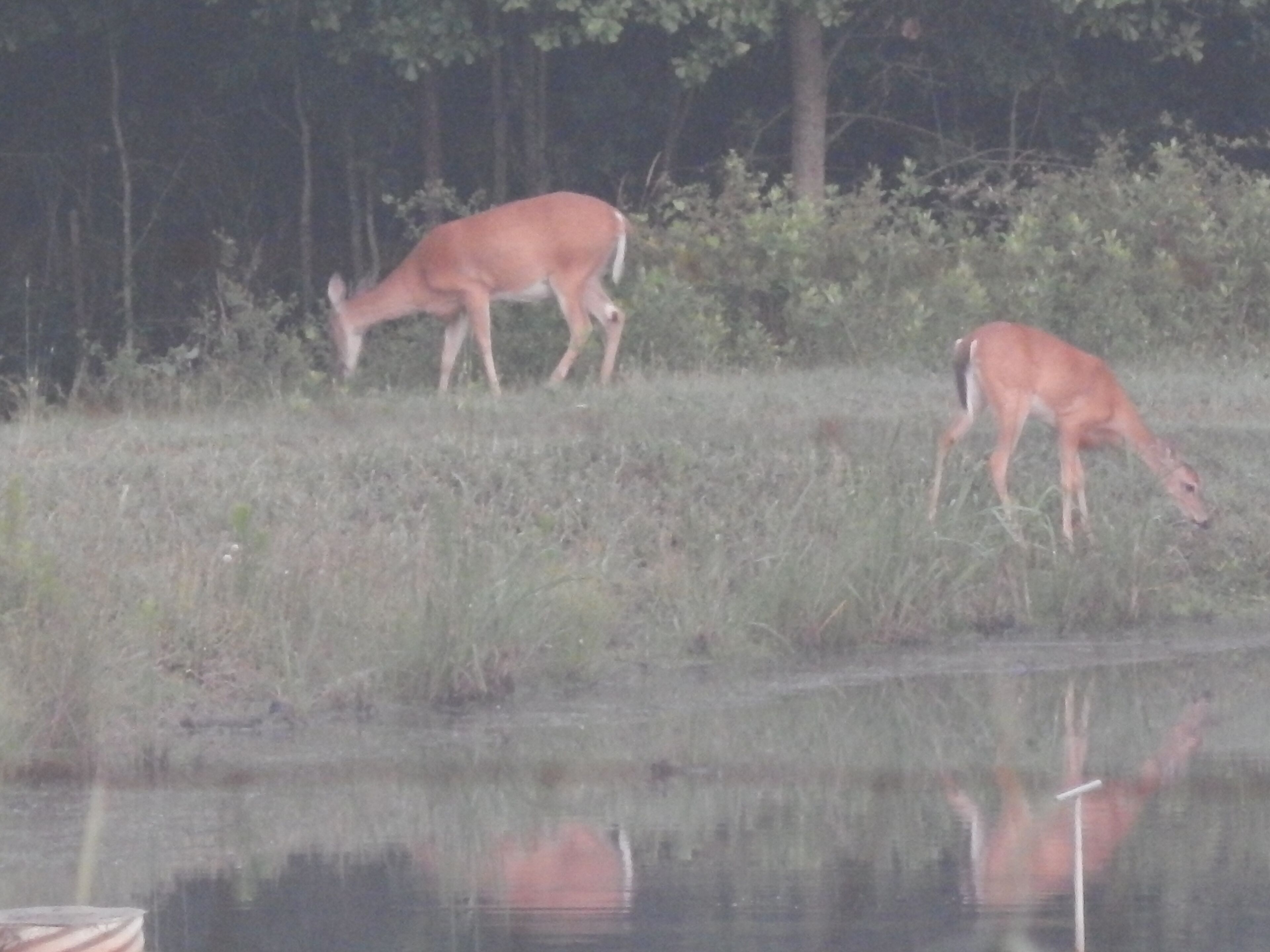 Un cerf broute près d’une étendue d’eau, avec des arbres en arrière-plan.