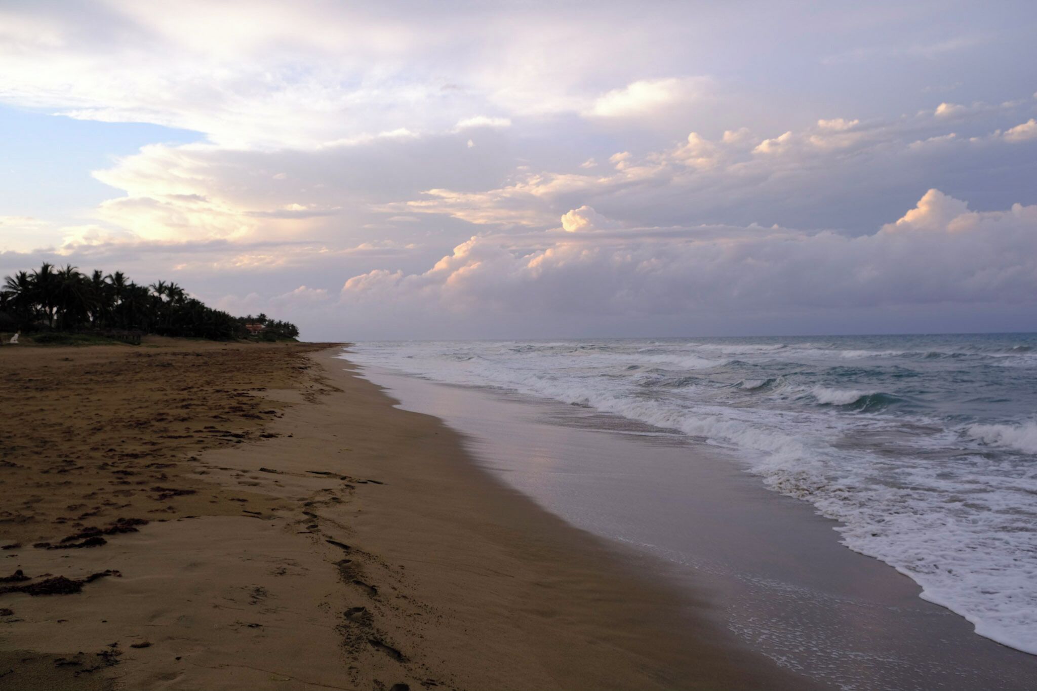 A beach with a sandy shore and palm trees in the background.