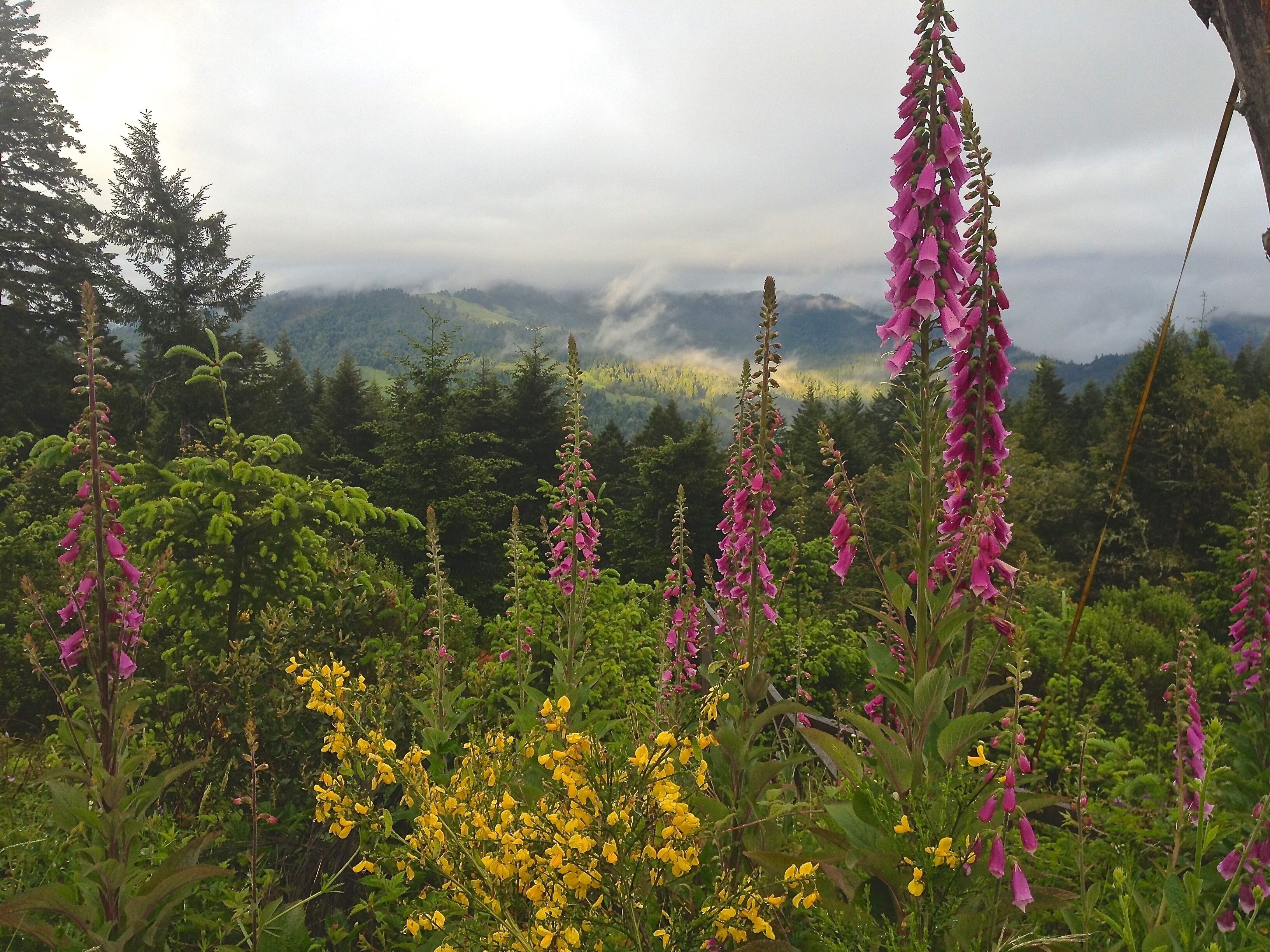 A natural landscape with mountains in the background and various wildflowers in the foreground.