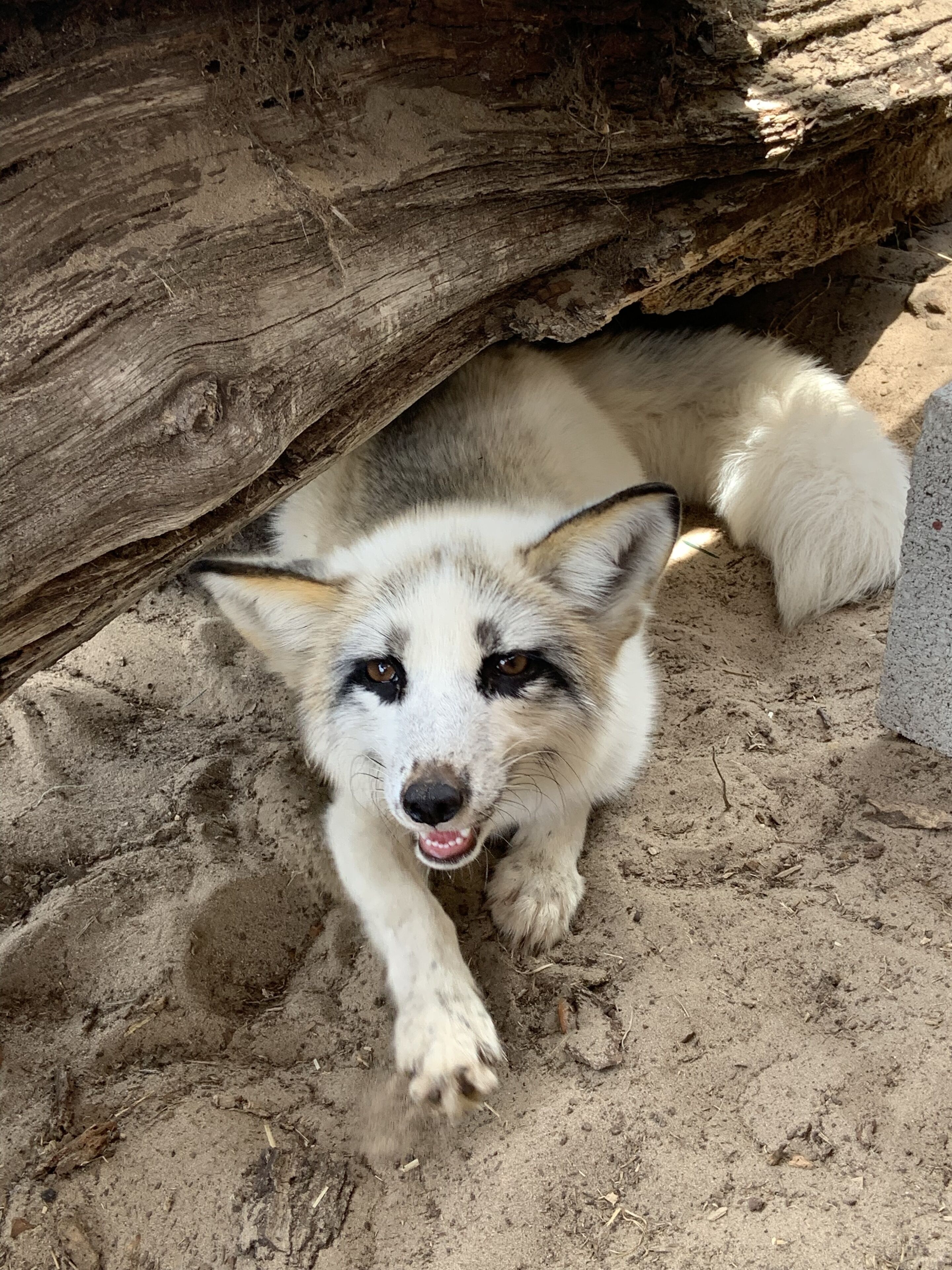 Animaux de compagnie acceptés