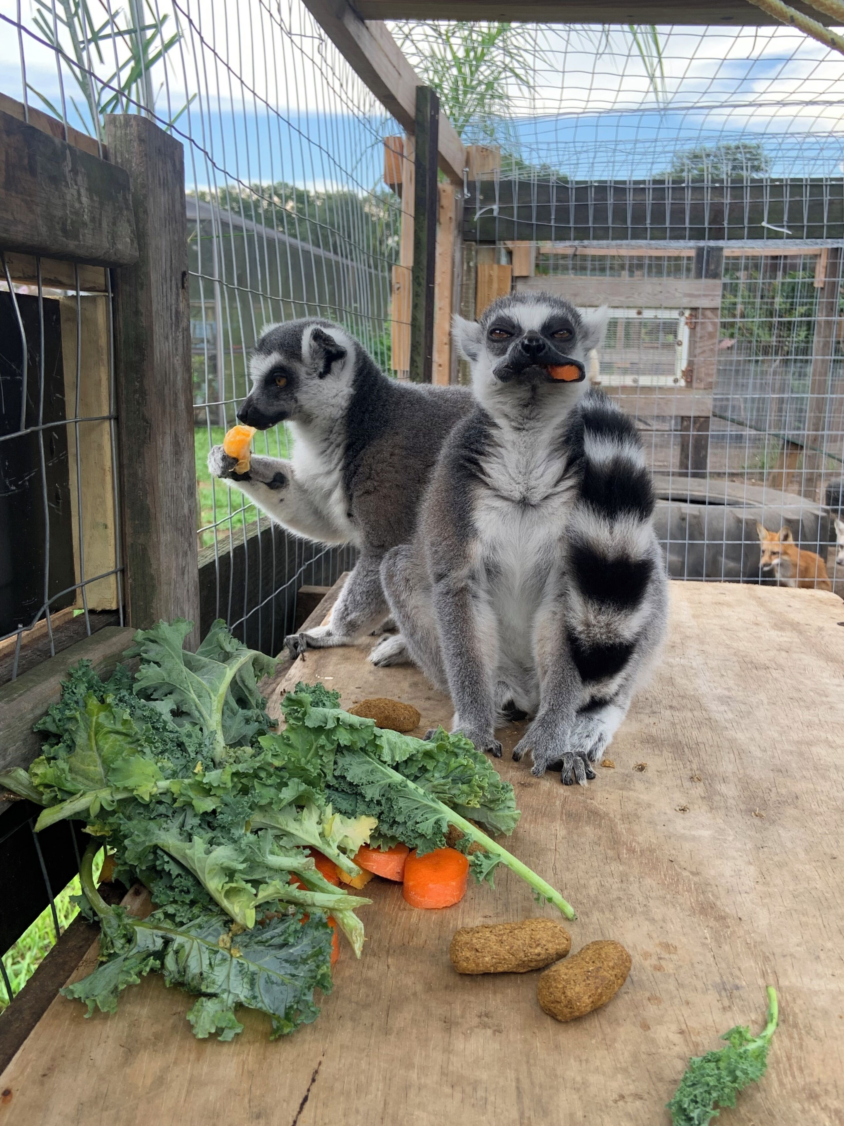 Zwei Lemuren in einer Zoo-Umgebung mit einer Holzplattform und einem Haufen aus Blättern und Karotten.