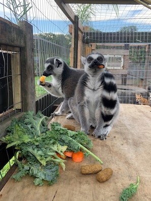 Deux lémuriens dans un enclos de zoo, avec une plateforme en bois et un tas de légumes verts et de carottes.