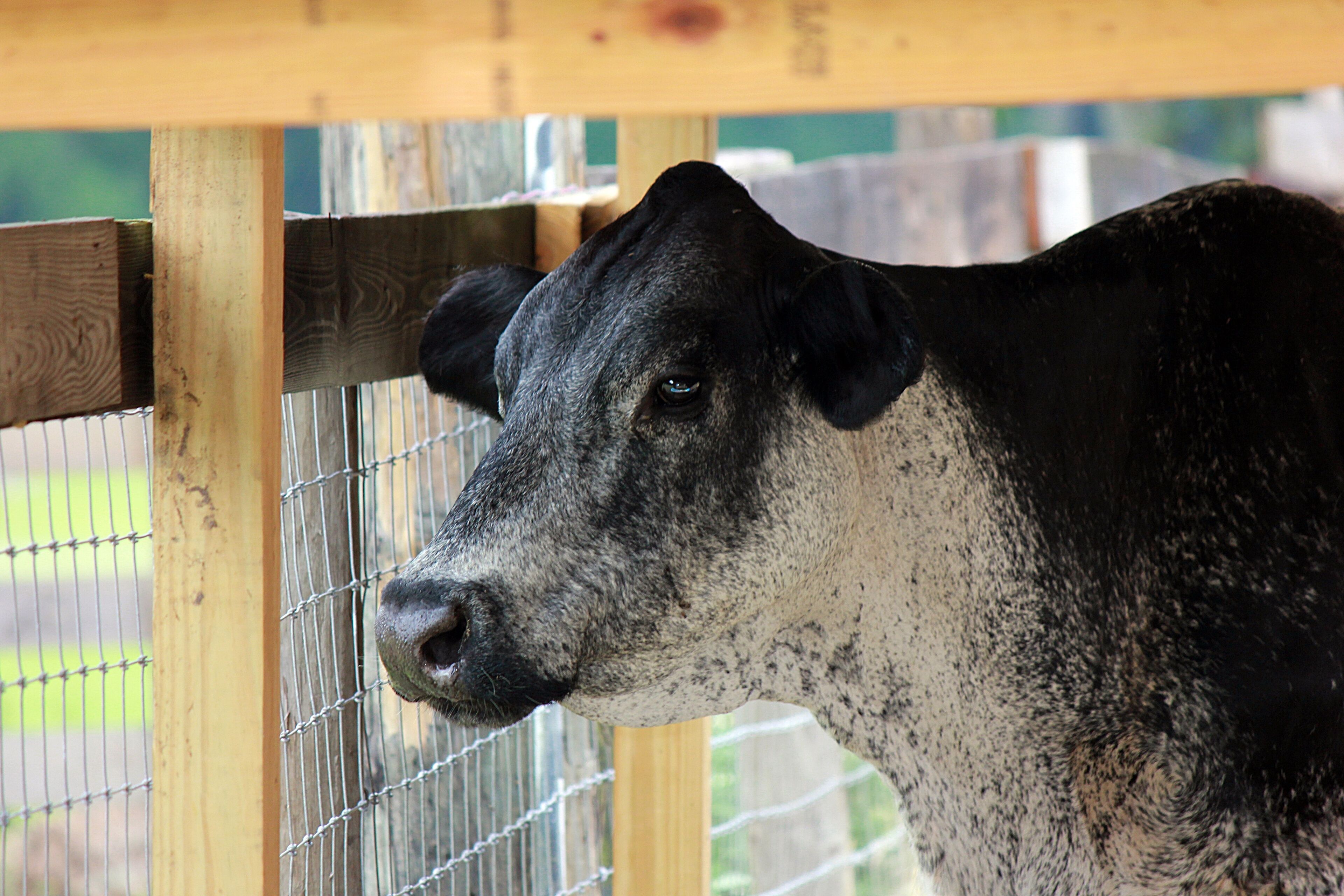 A close-up of a cow's head behind a wooden fence.