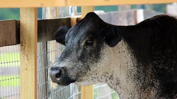 A close-up of a cow's head behind a wooden fence.