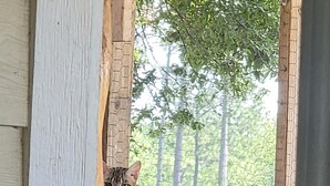 Un enclos pour chat doté d’une structure en bois et d’une fenêtre.