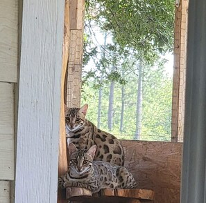 A cat enclosure with a wooden structure and a window.