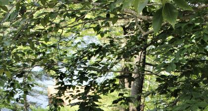 Pikku Sebago-järvi, Lake House, Grey Maine