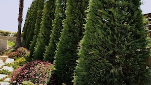 A garden with tall coniferous trees, a palm tree, and various flowering plants. - Ocean Villas Complex by Ocean Residences (Malevizi)